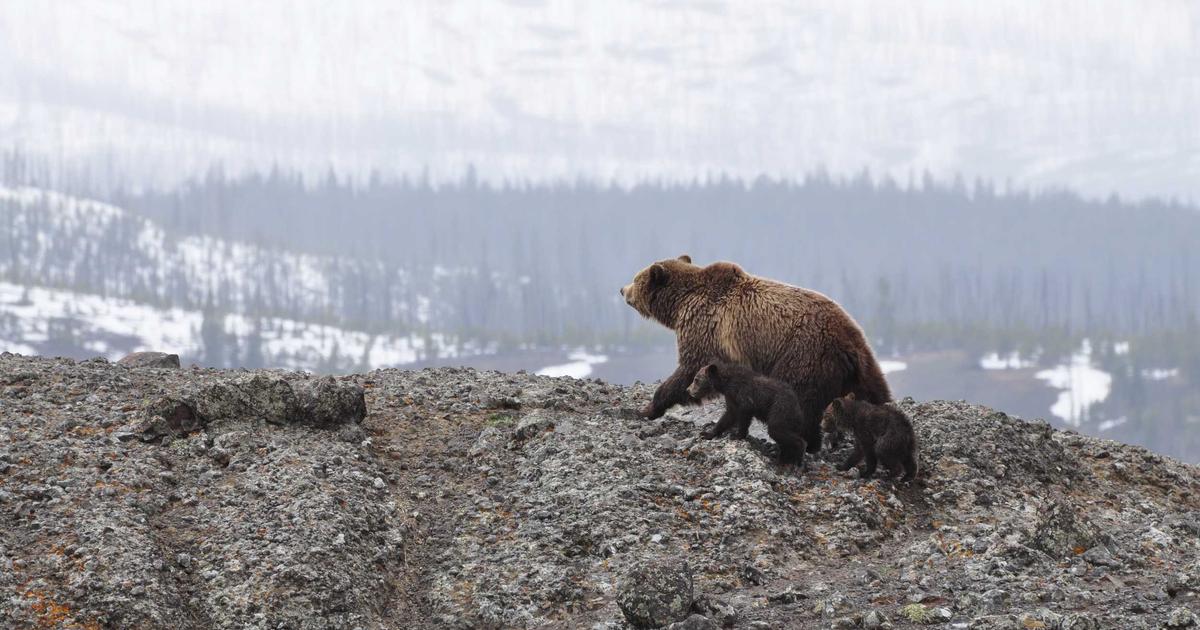 Mastering Xero Bills in 30 Days