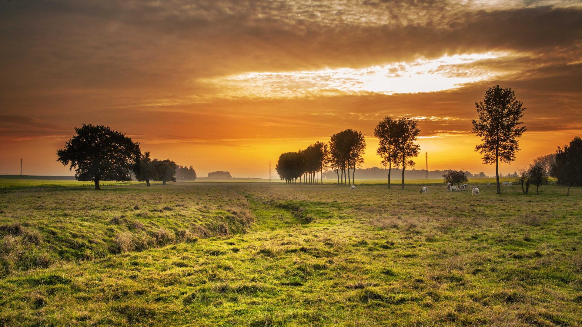 Farmer in a vast green field