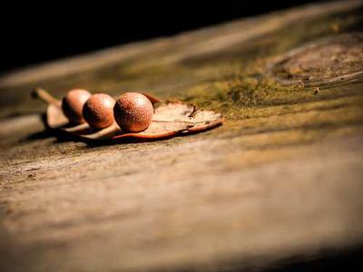 What sets porcini mushrooms apart from other types of mushrooms, such as button mushrooms?