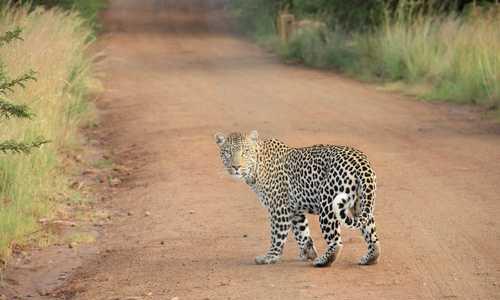 1.3 km Long-Distance Communication