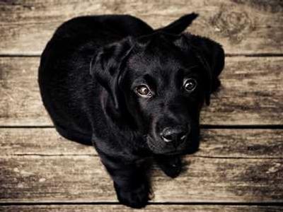 What are the differences between fuzzy, intuitionistic, and paraconsistent logic? Which one is considered the most useful and why?