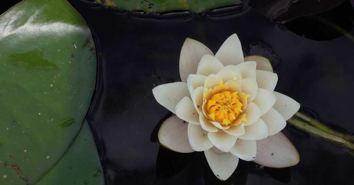 Building a Financial Foundation for Growth