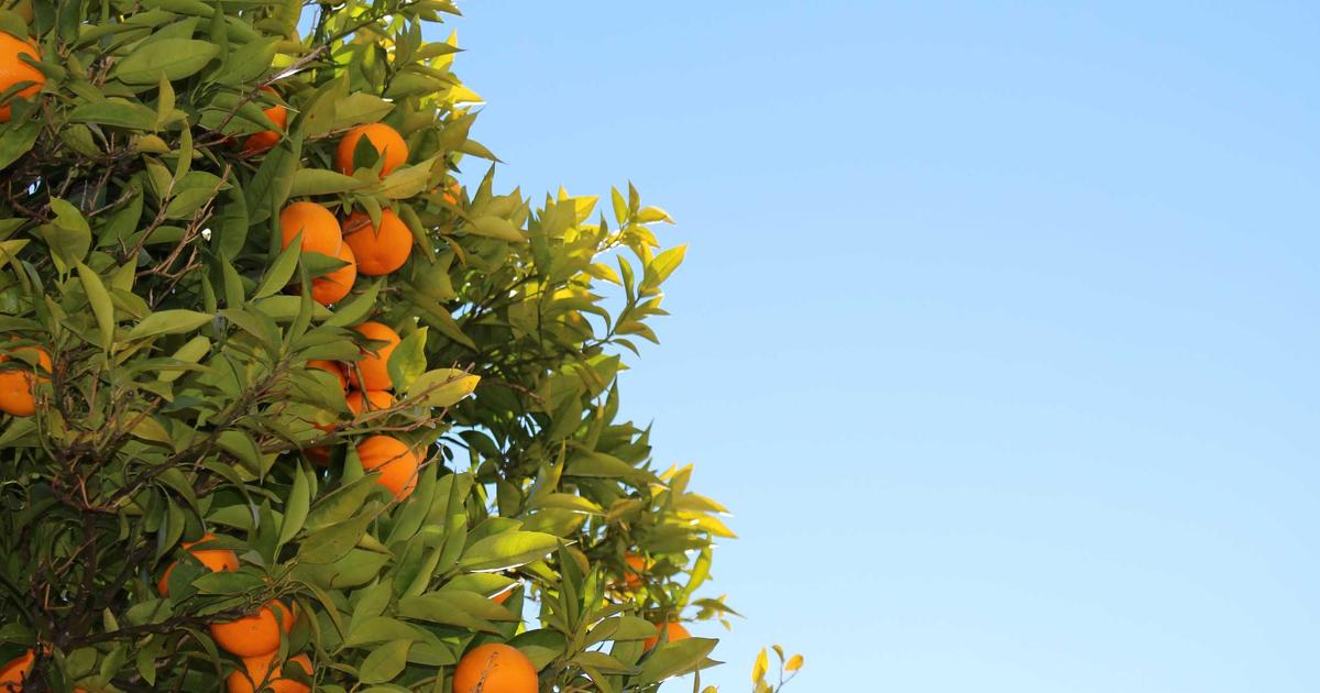 Cash Flow Forecasting: Expert Guide for Service Businesses