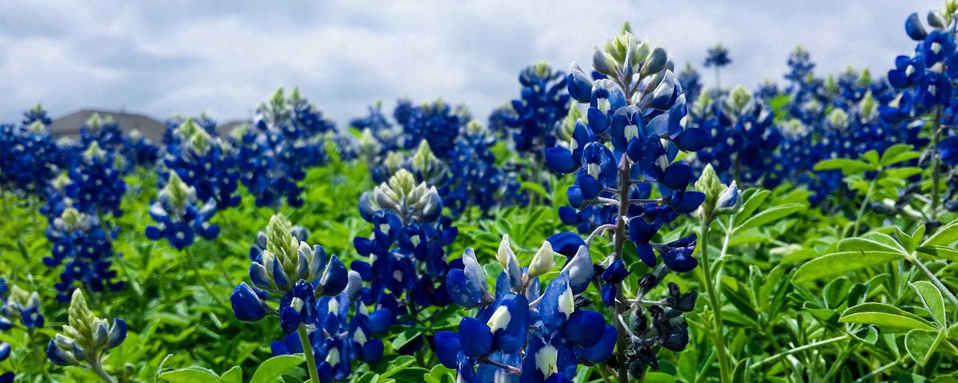 Close-up photo of a field of blue flowers.