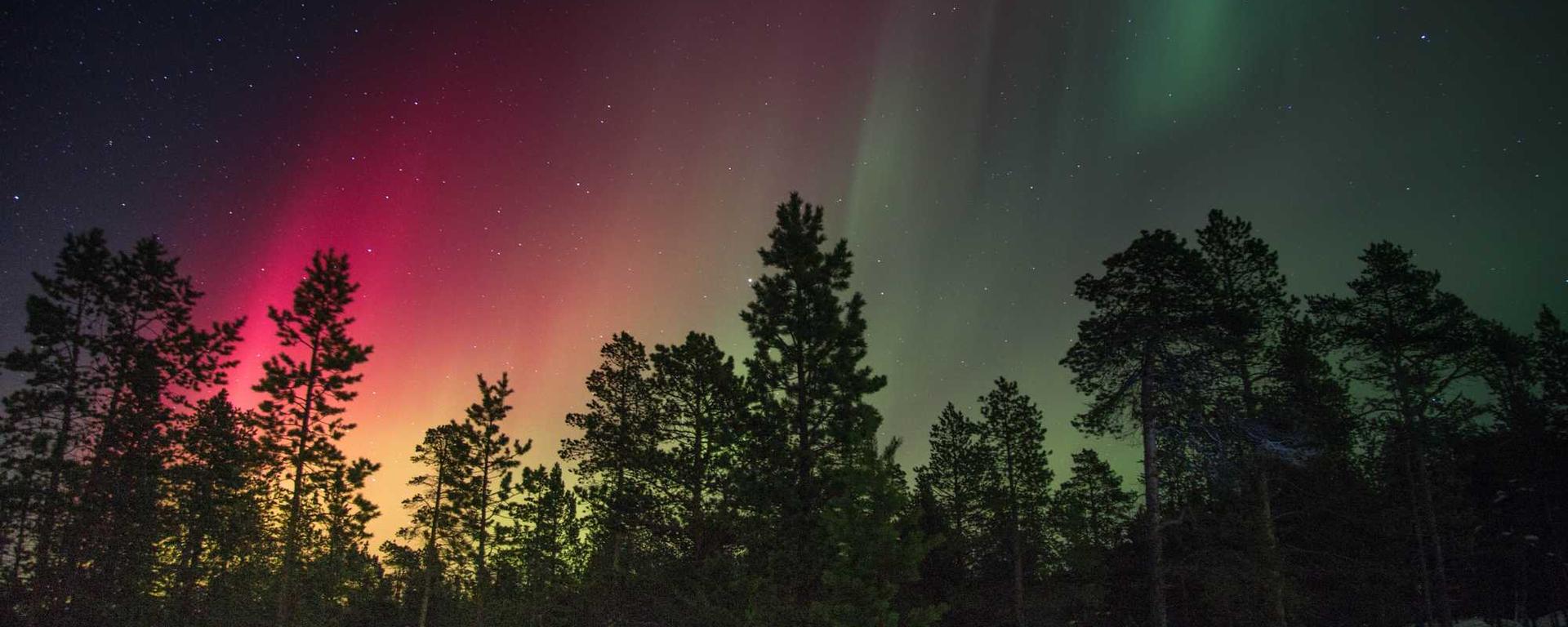 Red and green lights in the night sky with evergreen trees in the foreground.