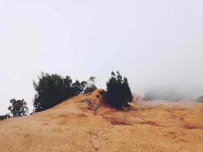 How does gut health affect mental well-being?