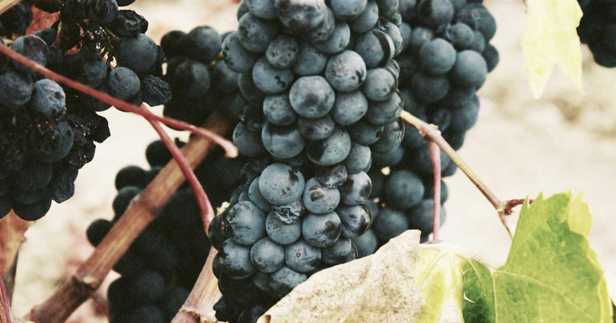 Holiday Cash Flow: A Guide for Startups