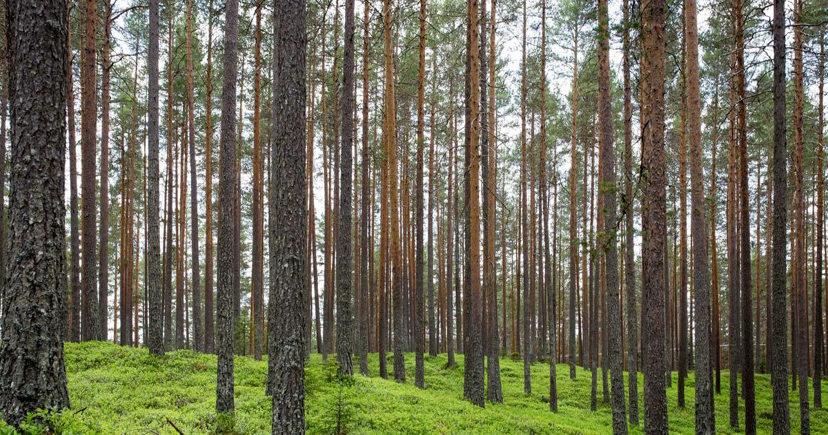 Summer Business Planning: A Guide for Startups