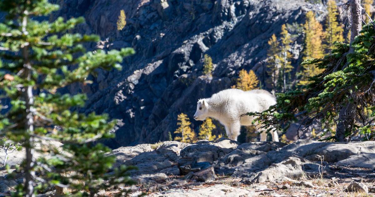 Automating Expense Tracking