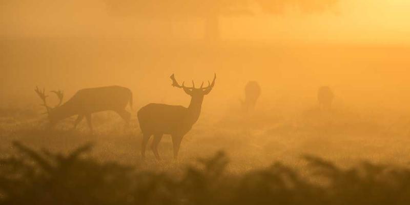 Dear in the forest from picsum.photos