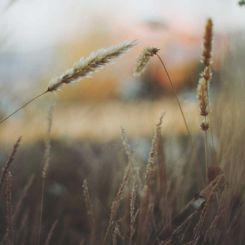 Farmers holding tablet
